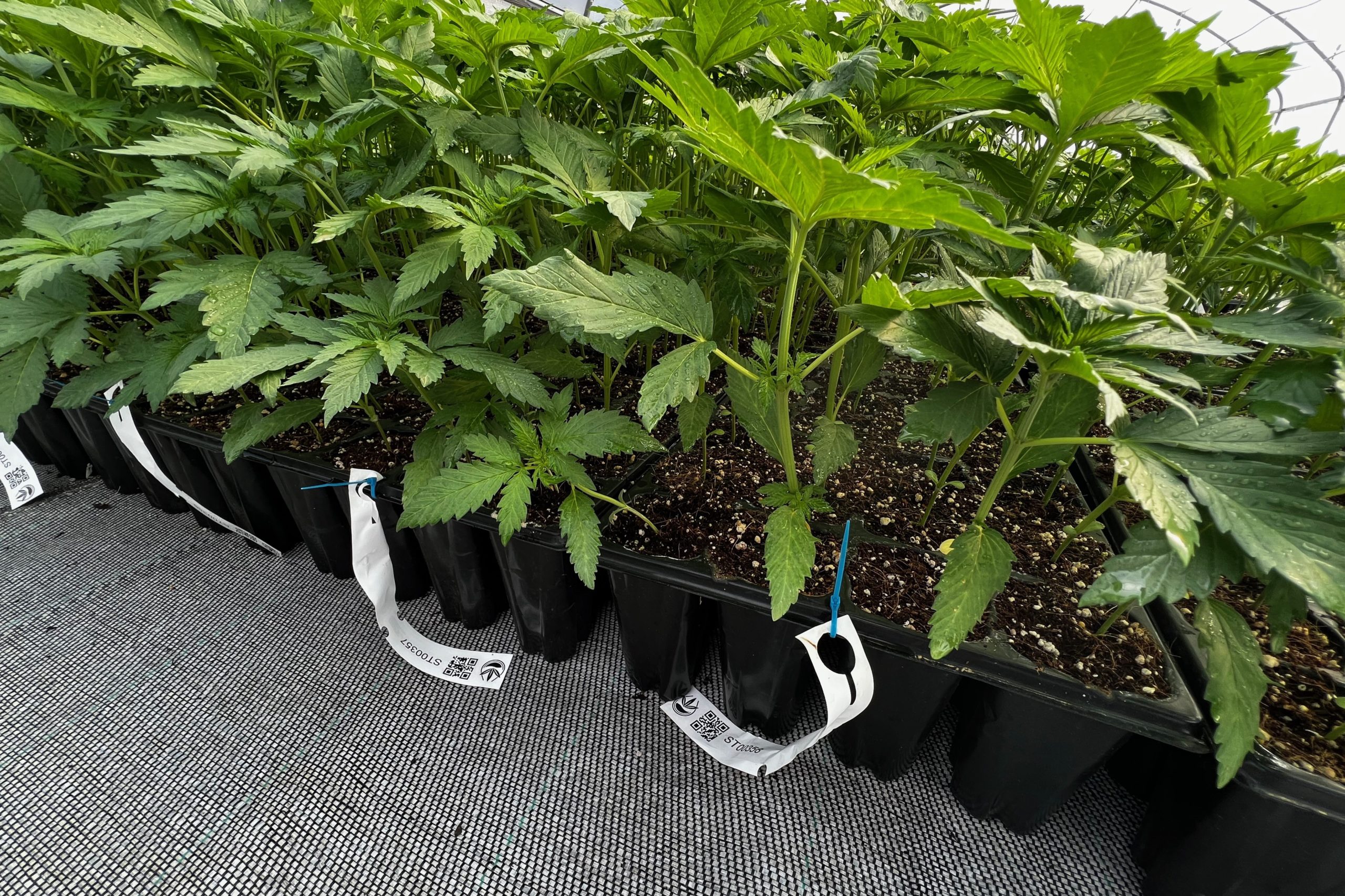 RFID Plant Label VIVARY Global Tag rfid-plant-label-vivary-global-tag